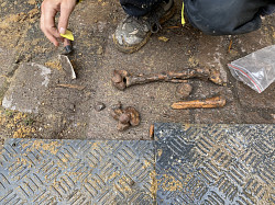 Moesgaard-arkæolog med skeletrester fra grav i gården til Vestergade 3 (august 2020)